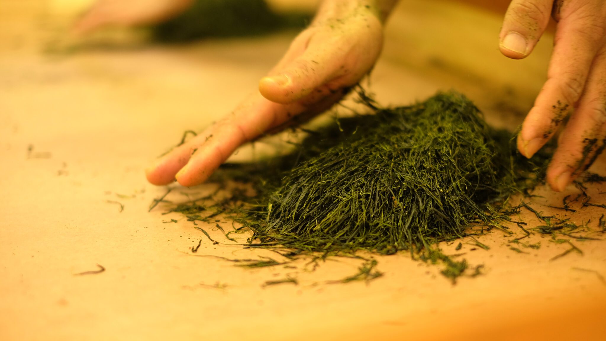 Hand-rolling tea leaves during a traditional Japanese tea processing demonstration