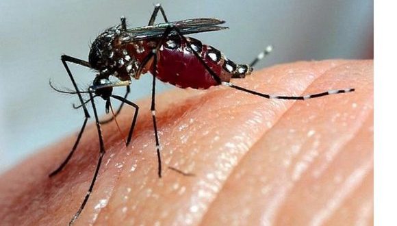 Dengue mosquito vector surveillance imagery from Cuban media