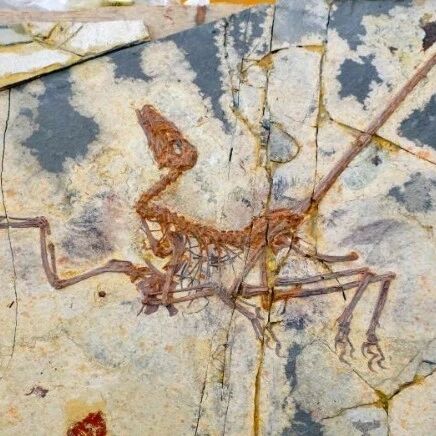 Fossil of Norellraptor, a small feathered dinosaur from China