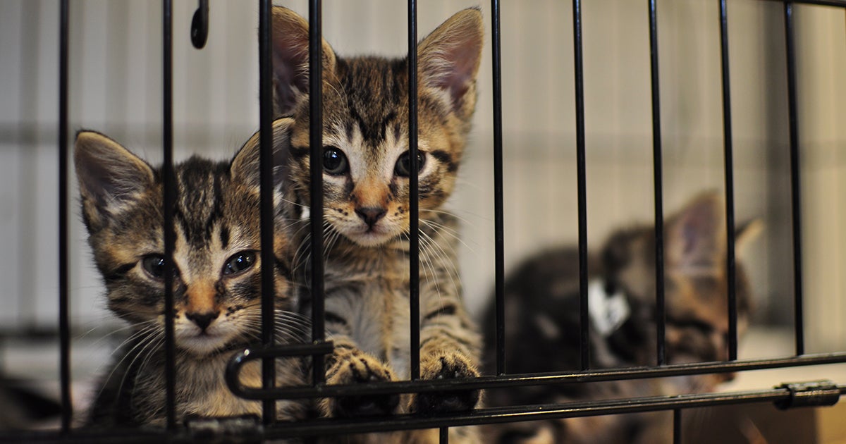 U.S. shelter statistics show 597,000 animals were euthanized in 2025, a decrease from 2024.