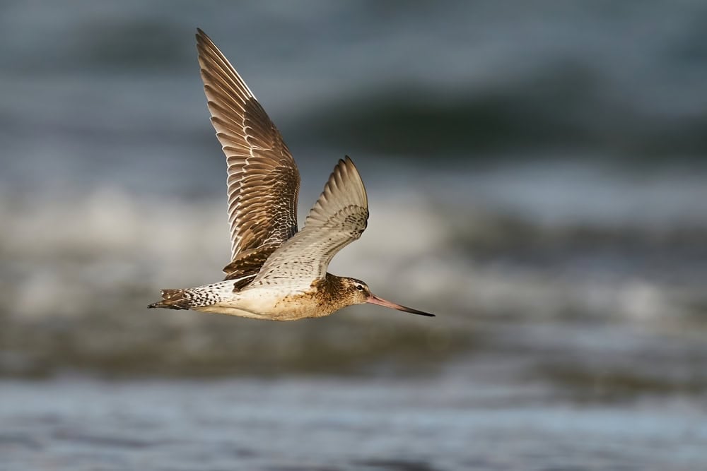 Migratory shorebirds arriving in Australia