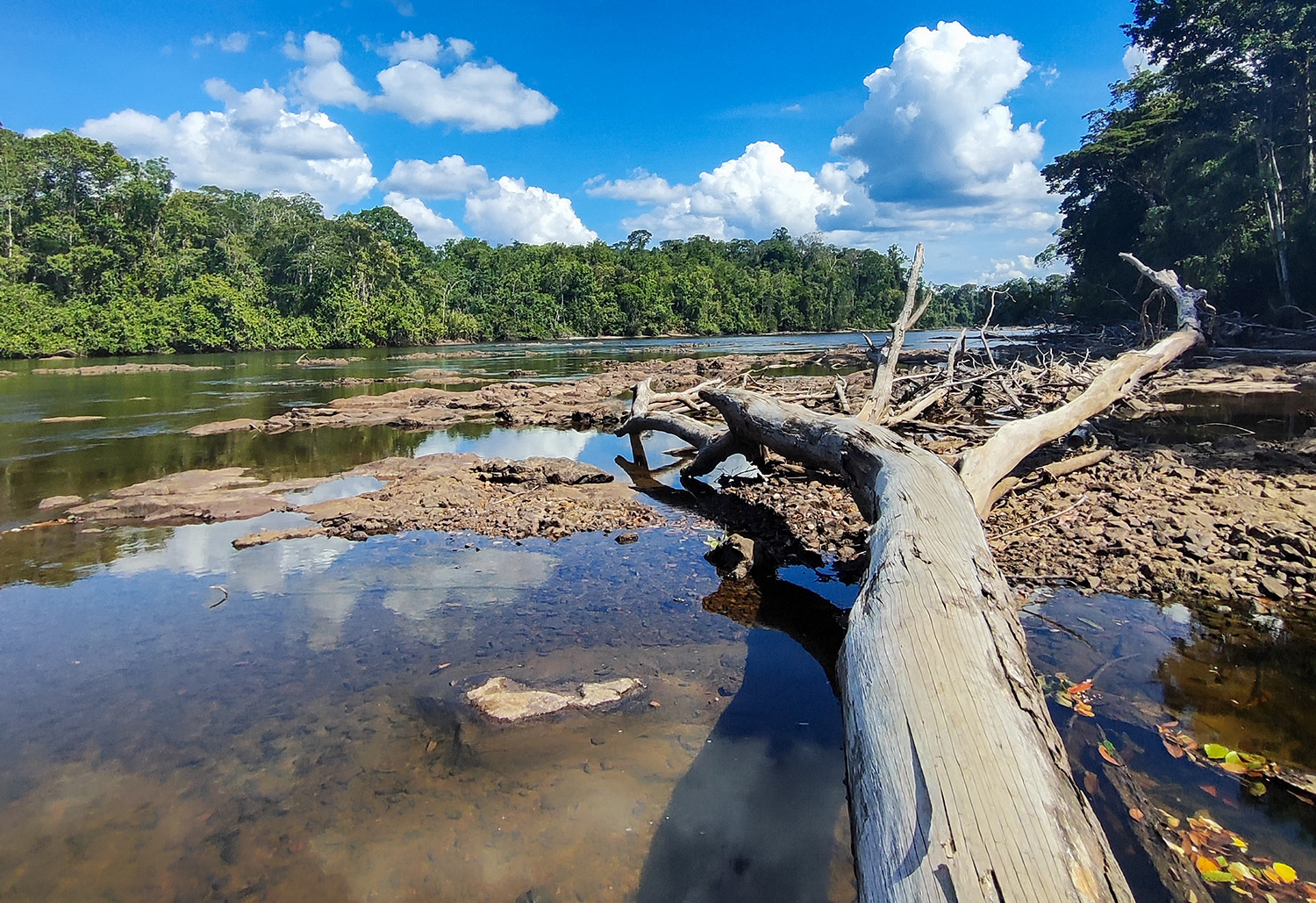 Infographic or map showing thermal stress in Amazon forests