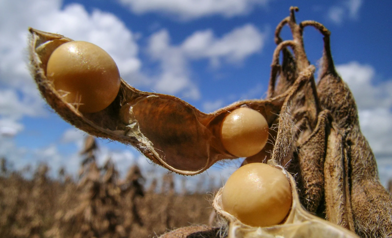 Brazilian soybean harvest
