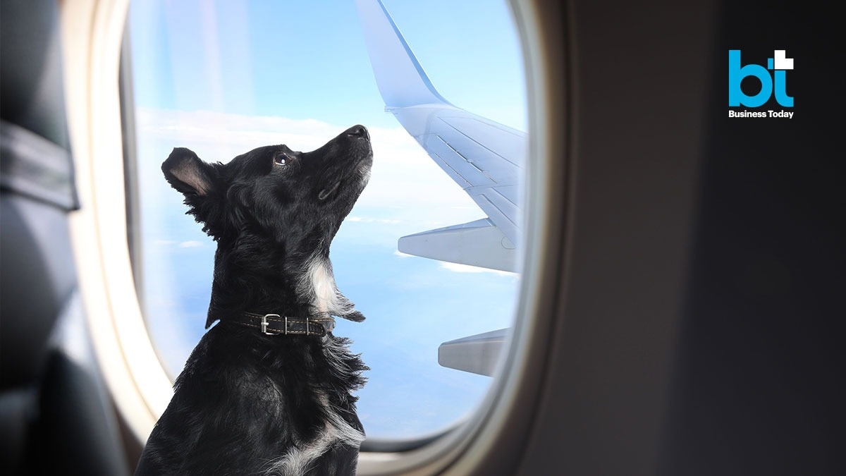 Image of an airplane interior with a passenger holding a small dog in a carrier, illustrating the trend of cabin pet travel