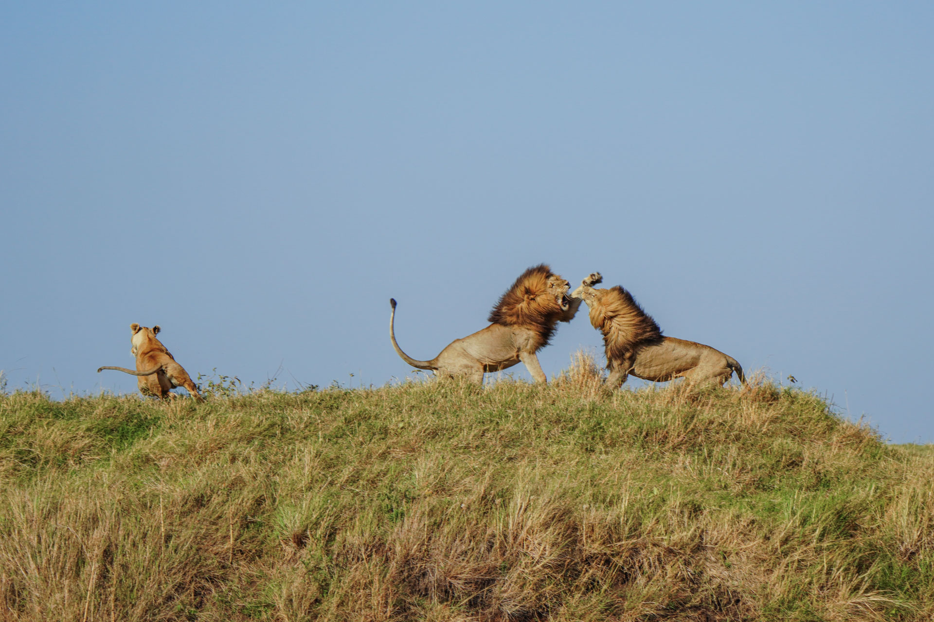 Wildebeest crossing the Mara River during the migration season