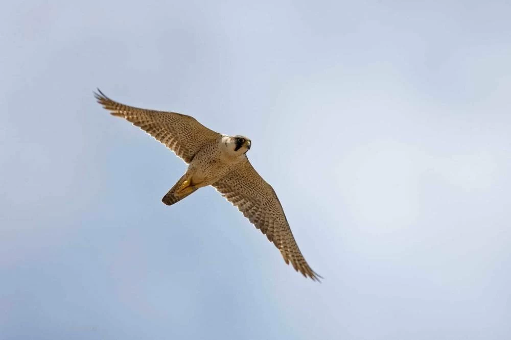 Abu Dhabi Falconry Season Announcement