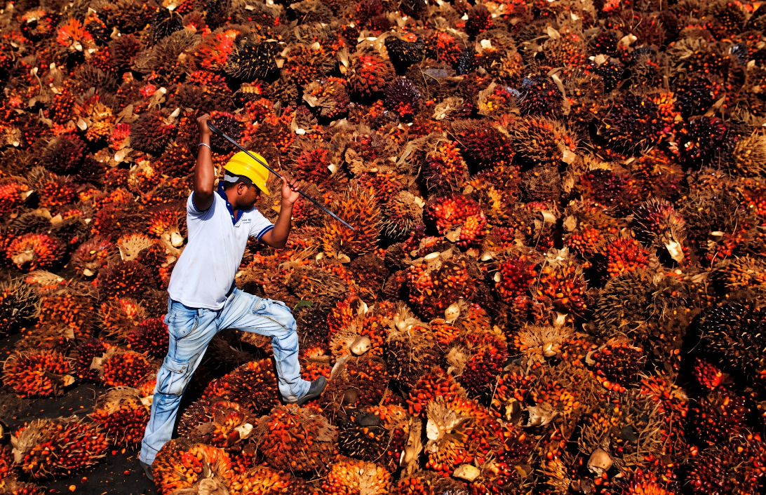 Palm oil price gap diagram