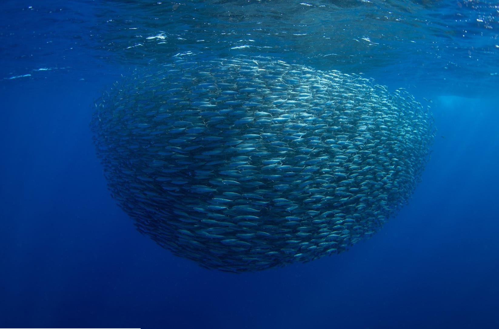 Global fishmeal market chart amid tight supply conditions