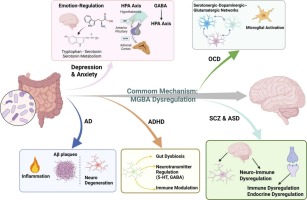 Scientific diagram explaining the mechanism of action of the gut-brain-immune axis in neuropsychiatric disorders