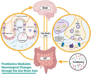 Infographic mapping postbiotics and the gut-brain axis relationship — charting new territory in psychiatric and neurodegenerative disease treatment