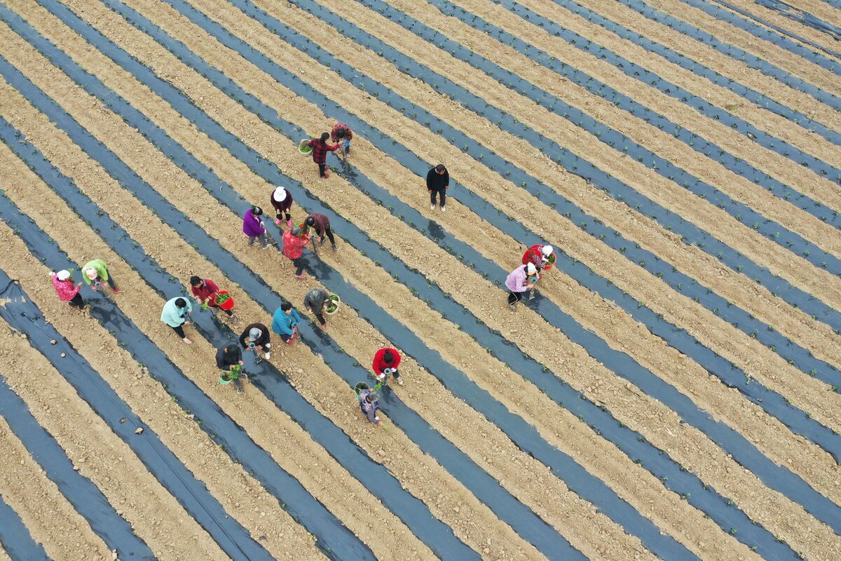 China agriculture ministry pledges fertilizer supply stability amid Iran war disruption