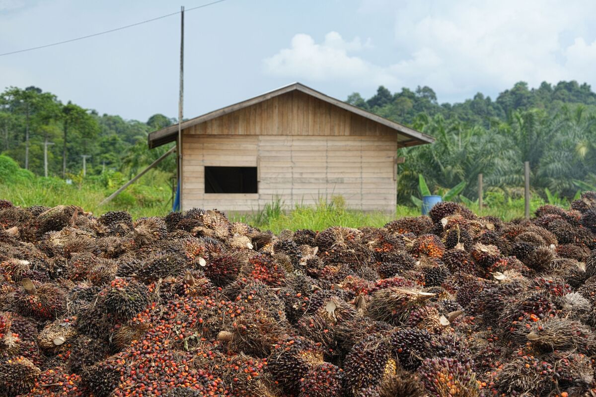 Forest fire in Indonesia threatens palm oil supply