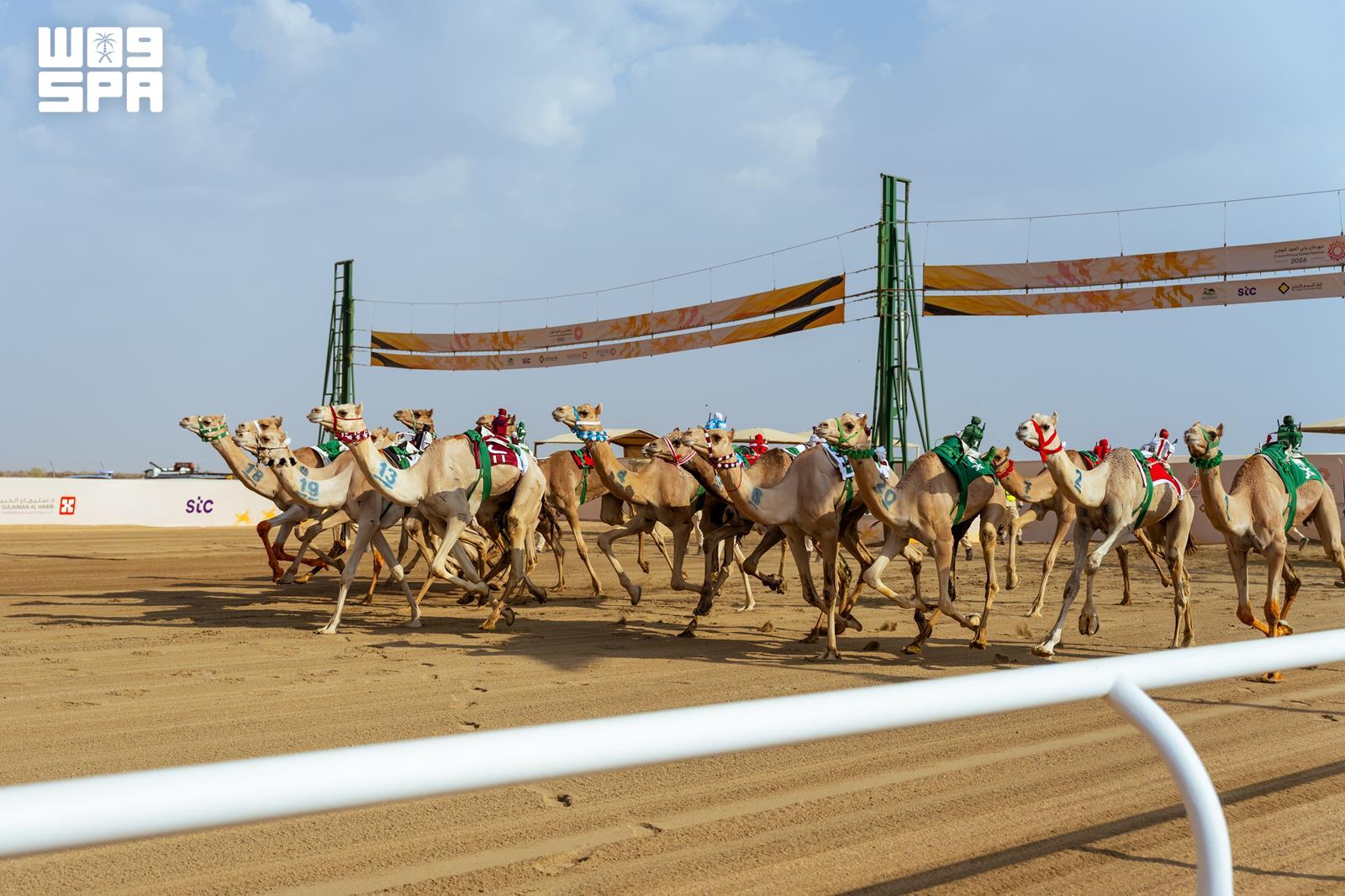 Camel racing at the Crown Prince Festival