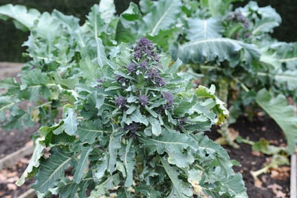 RHS advice for growing spring cabbage