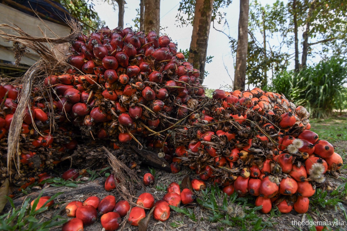 Indonesia’s new commodity exchange and palm oil product seen to complement Bursa’s FCPO