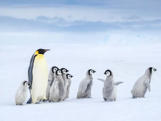 Emperor penguins in their Antarctic habitat
