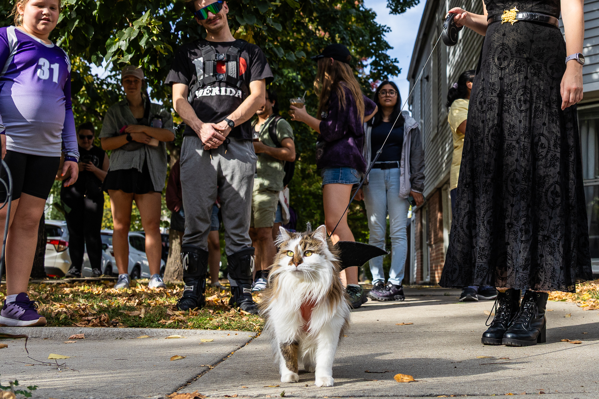 Participants in Chicago's Halloween Cat Tour