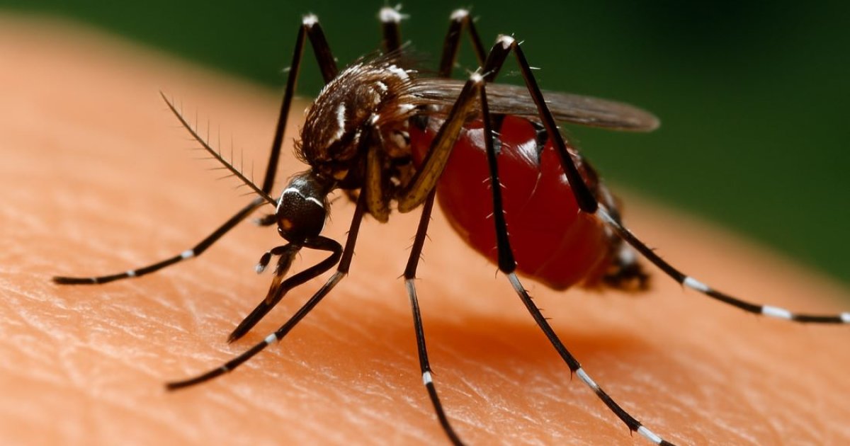Pregnant Woman Dengue Tragedy
