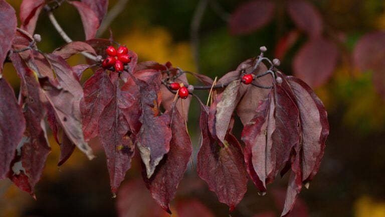 Small trees with brilliant fall foliage