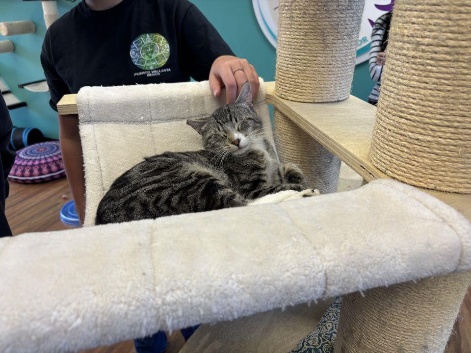 A cat at Bend's Playful Paws cat cafe, which has now facilitated 465 adoptions