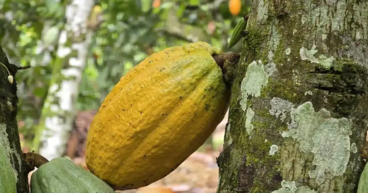 Cocoa port operations in West Africa
