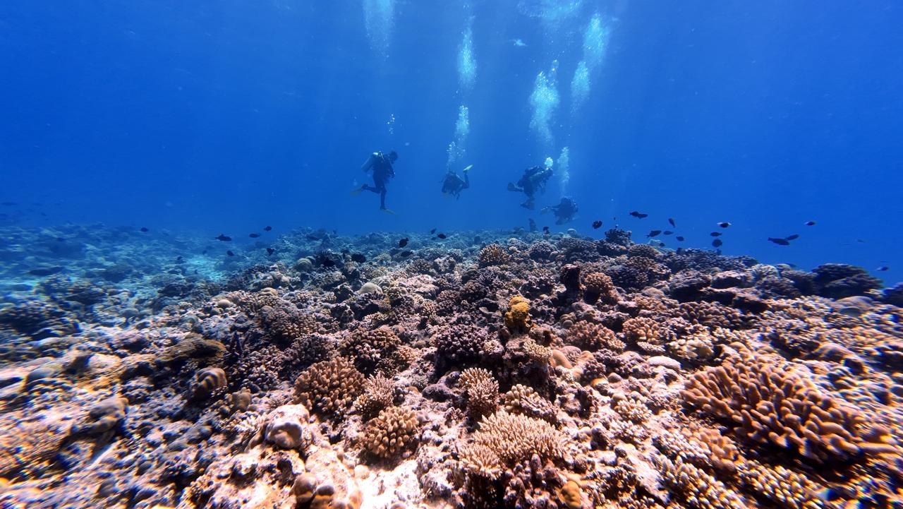 Volunteers conducting reef check in Maldives