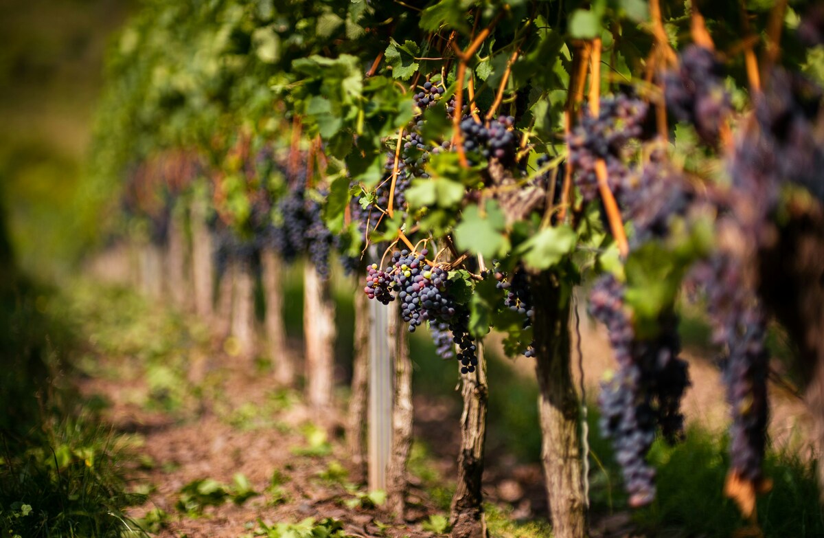 French vineyard harvest illustration from Miimosa’s 2026 harvest explainer