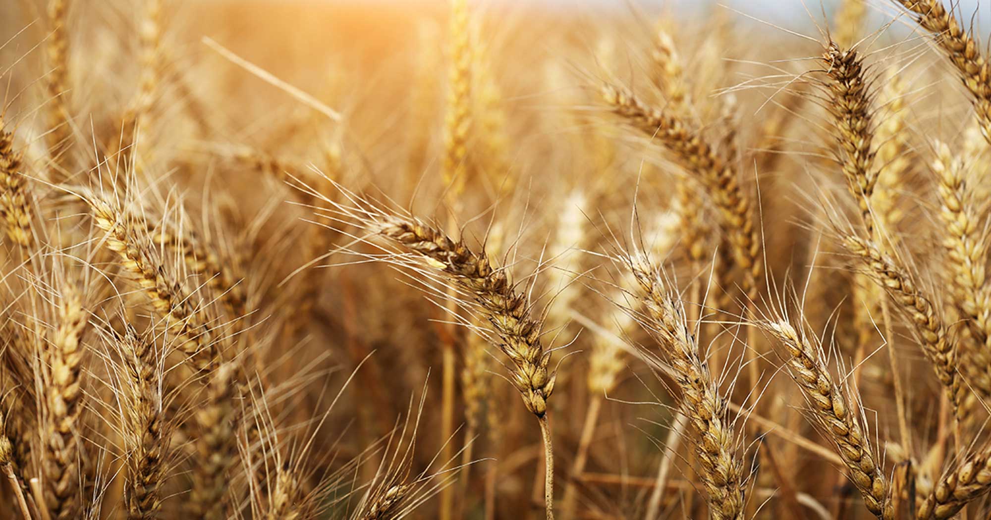 Soft commodities market report graphic