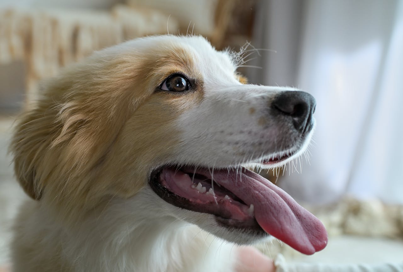Image related to MAFRA's AI-based pet medical data analysis