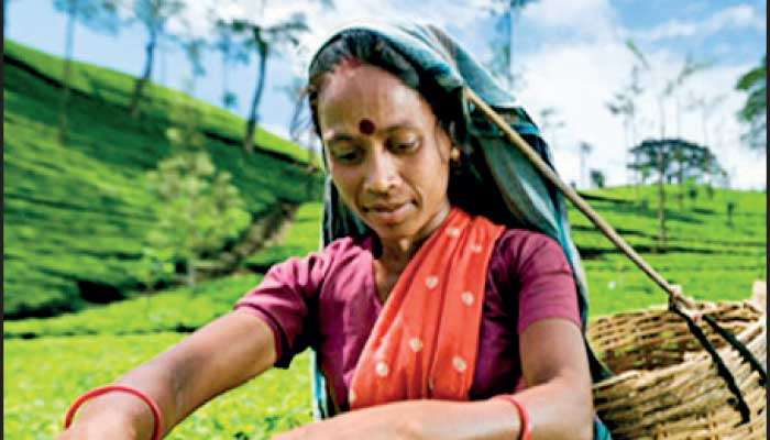 Chart showing tea export trends