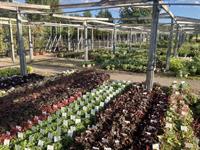 Garden centre plant display showing autumn-season offerings