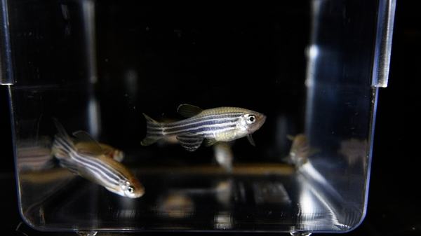 Zebrafish research used to study melatonin's effects on sleep and visual brain responses