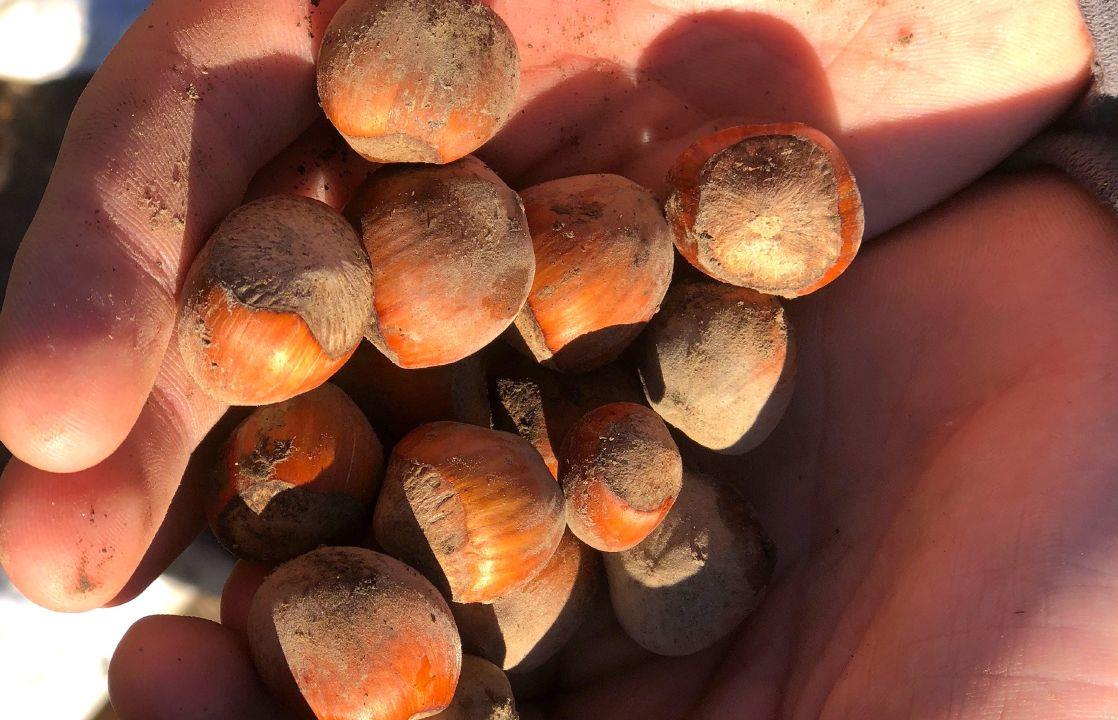 Hazelnuts in a warehouse awaiting export