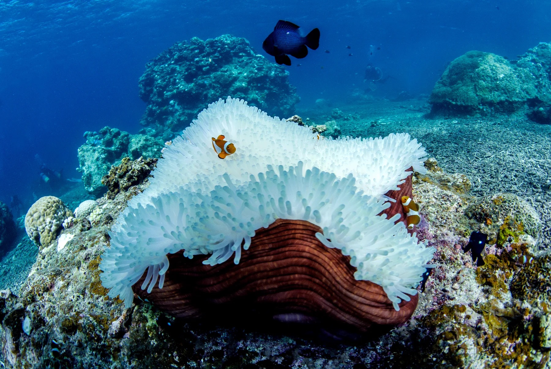 Coral Bleaching Awareness Month 2026 graphic