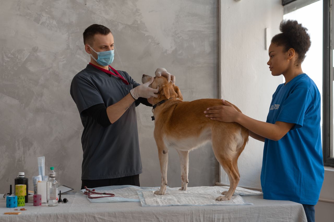 Pet insurance concept
