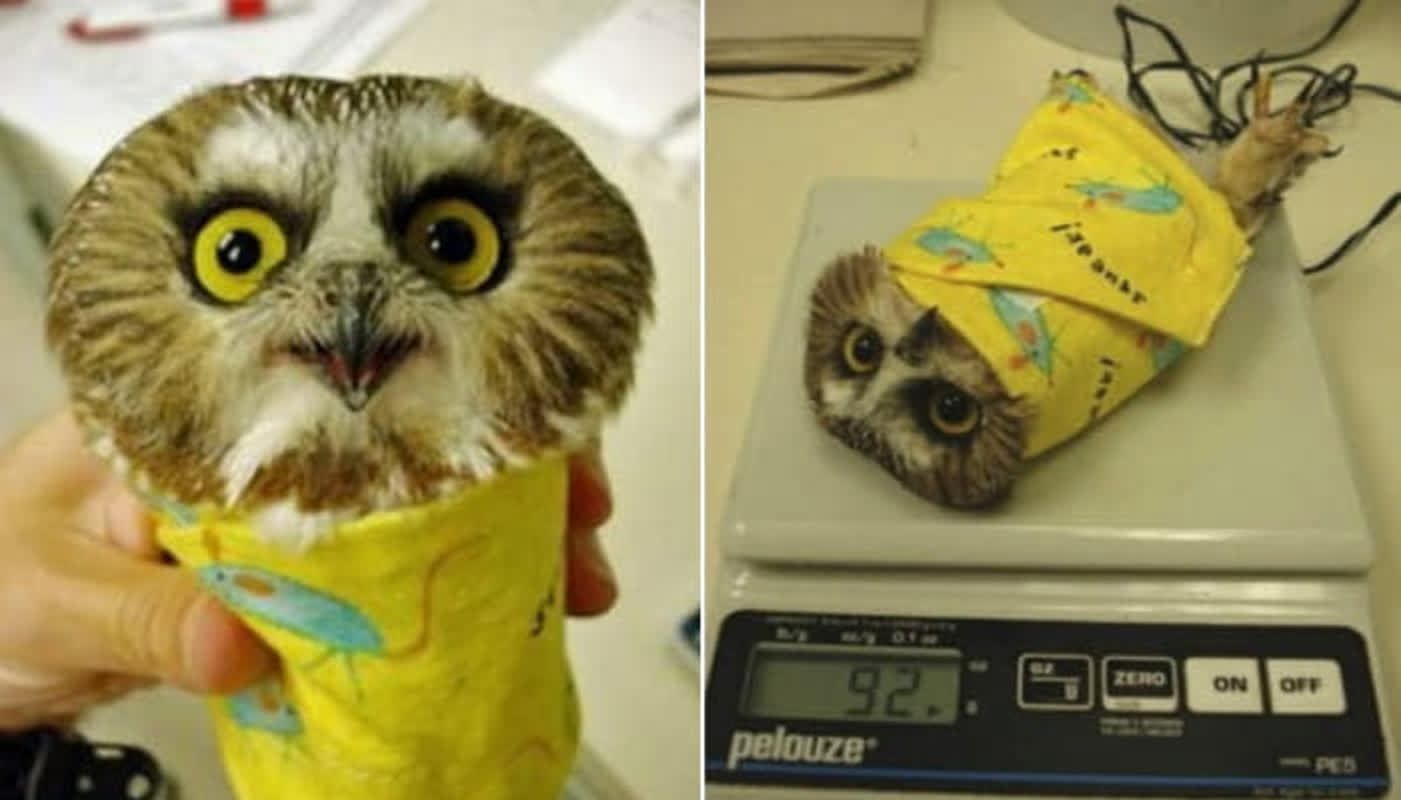 Baby owl wrapped in a yellow cloth for weighing