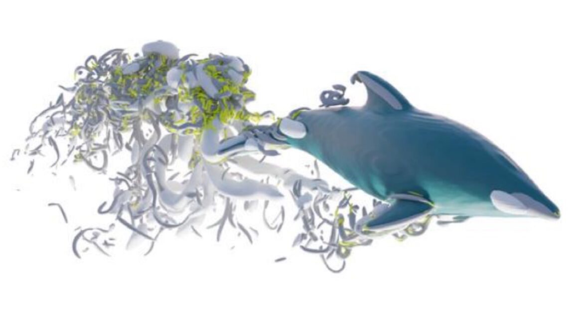 Dolphin swimming at high speed, illustrating biomechanical efficiency under study