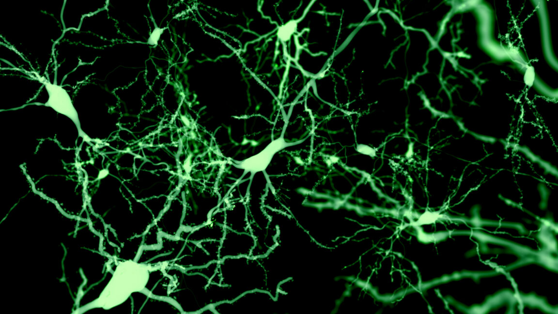 Diagram illustrating neural connectivity of sleep-triggering cells