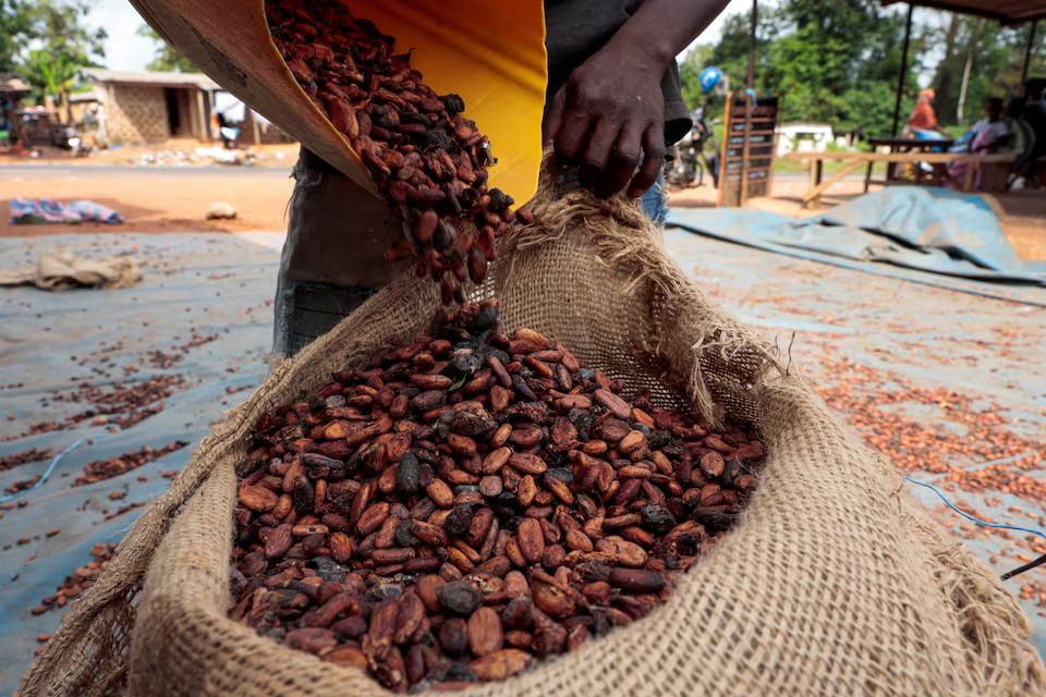 Cocoa beans drying in a field, illustrating the harvest conditions