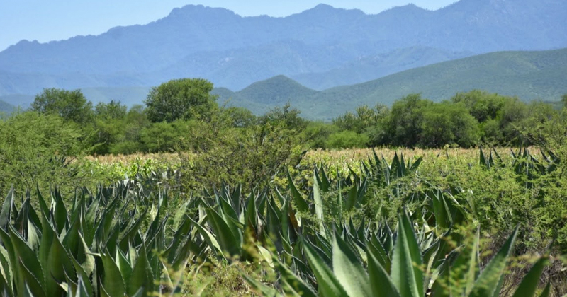 Agave and mezcal production promoted by Tamaulipas state authorities