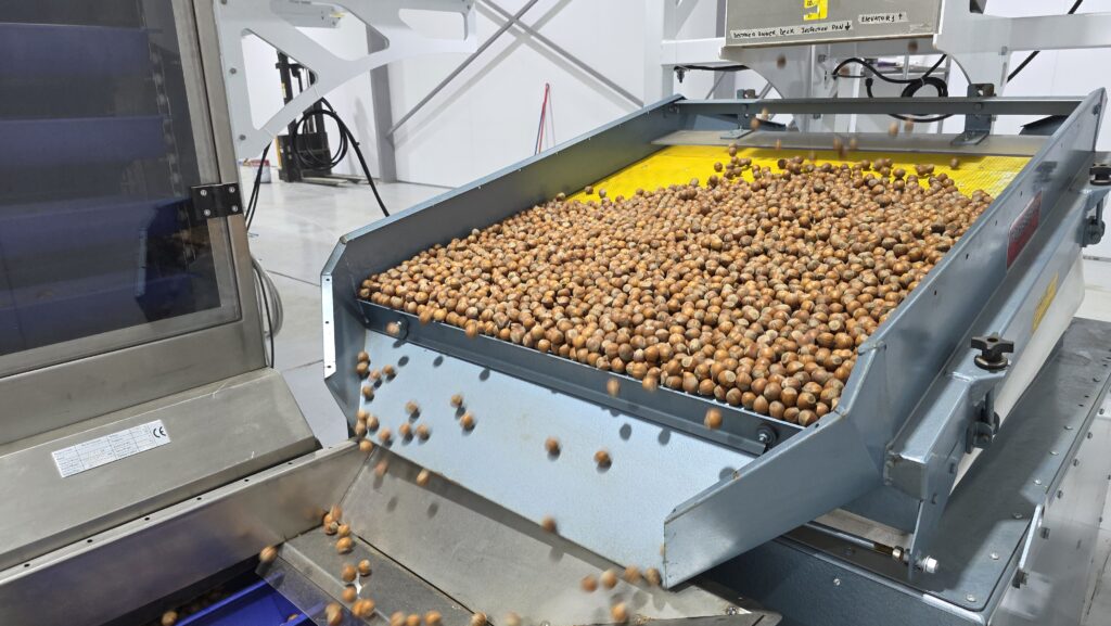 Chile's southernmost hazelnut processing plant