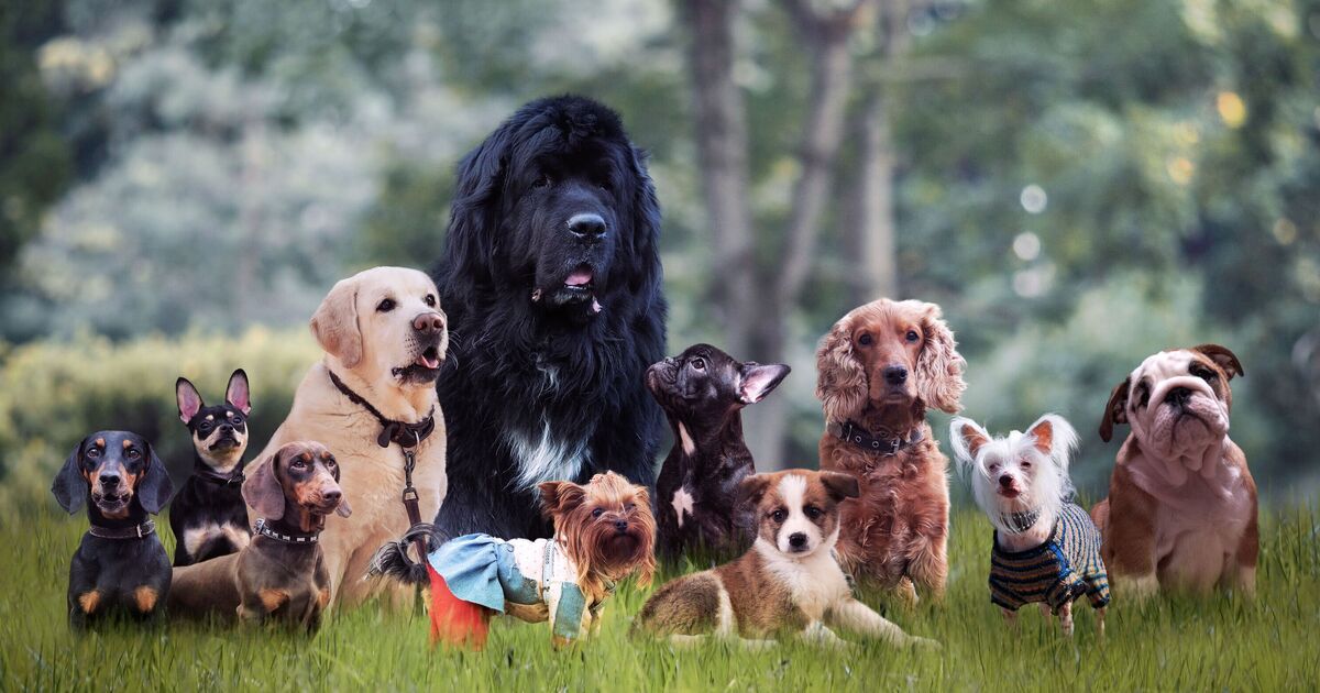 Top Dog Breeds UK