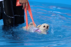 Jeju pet industry support event related image