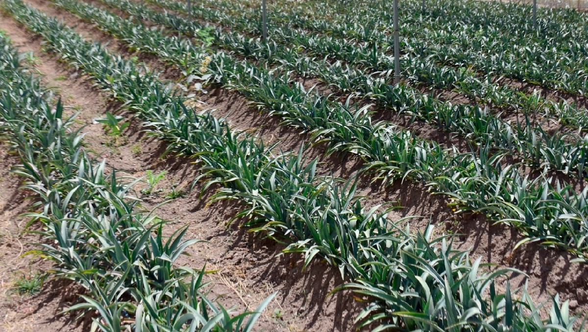 Agave fields in Sinaloa