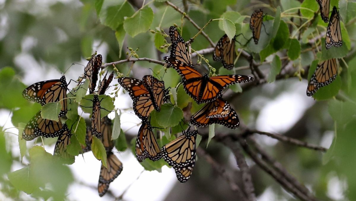 Monarch butterflies in a Mexican forest sanctuary