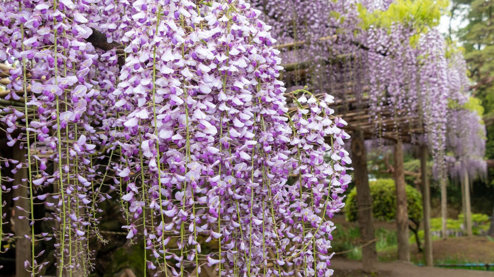 June garden tasks including pruning and planting warm-season vegetables
