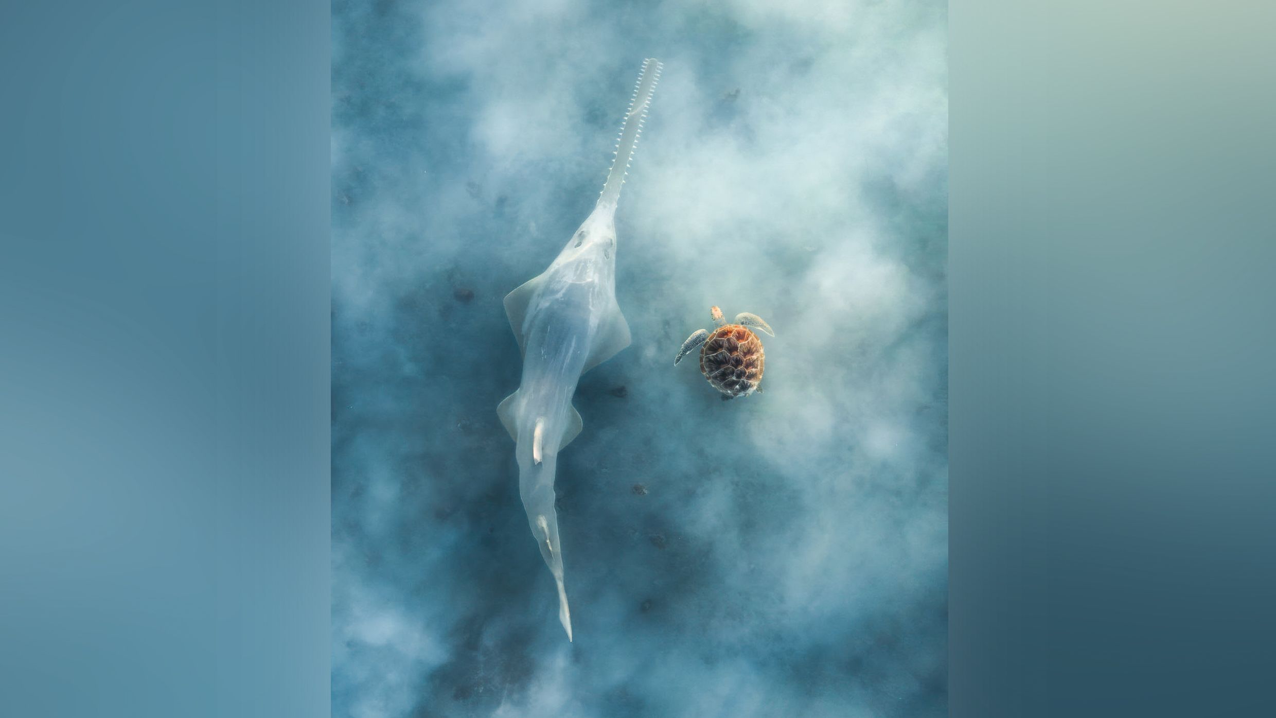 Aerial view of a green sawfish and turtle in blue water