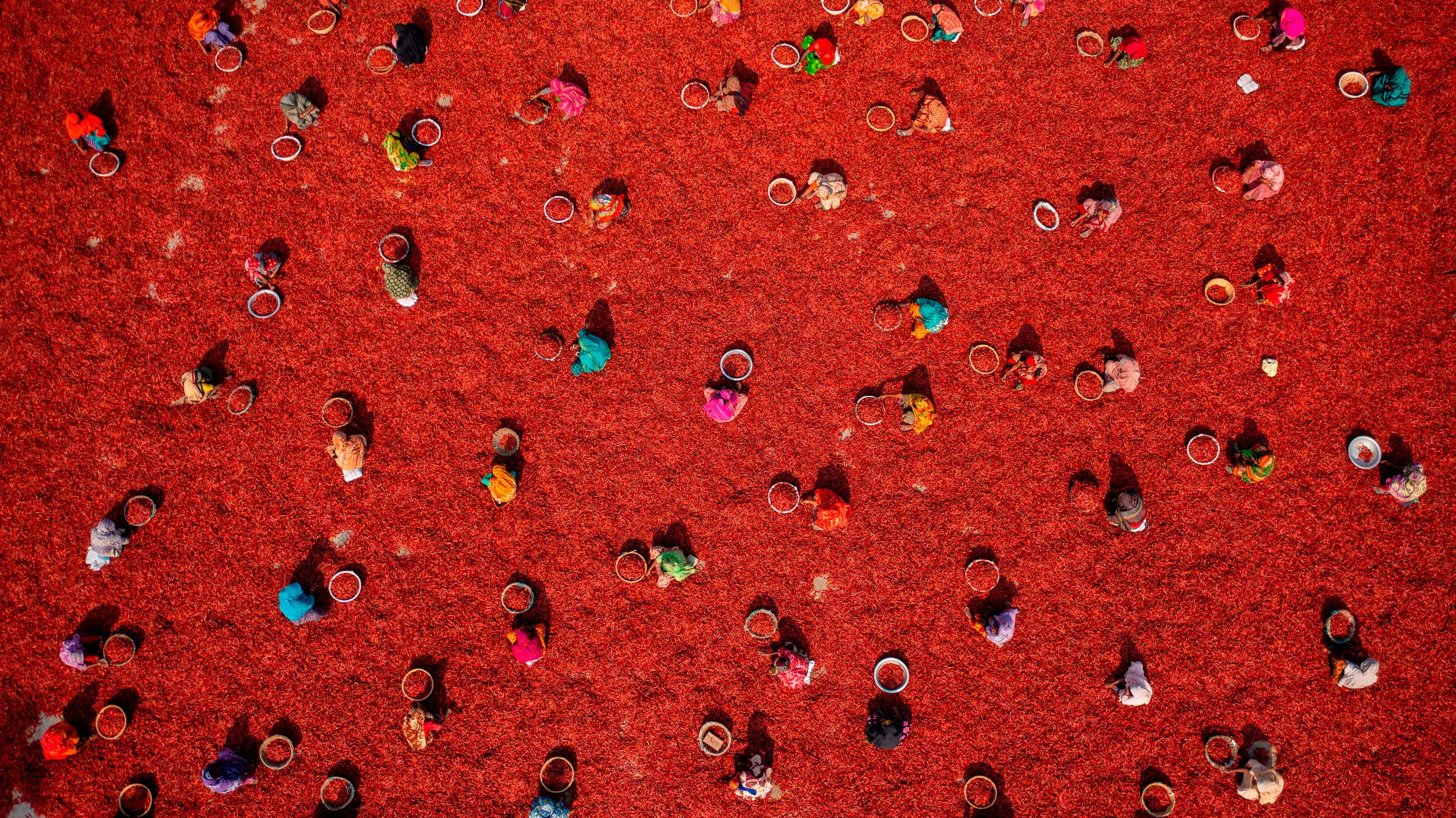 Azim Khan Ronnie's award-winning aerial shot of a chili farm in Bangladesh, captured with a DJI Mavic 4 Pro