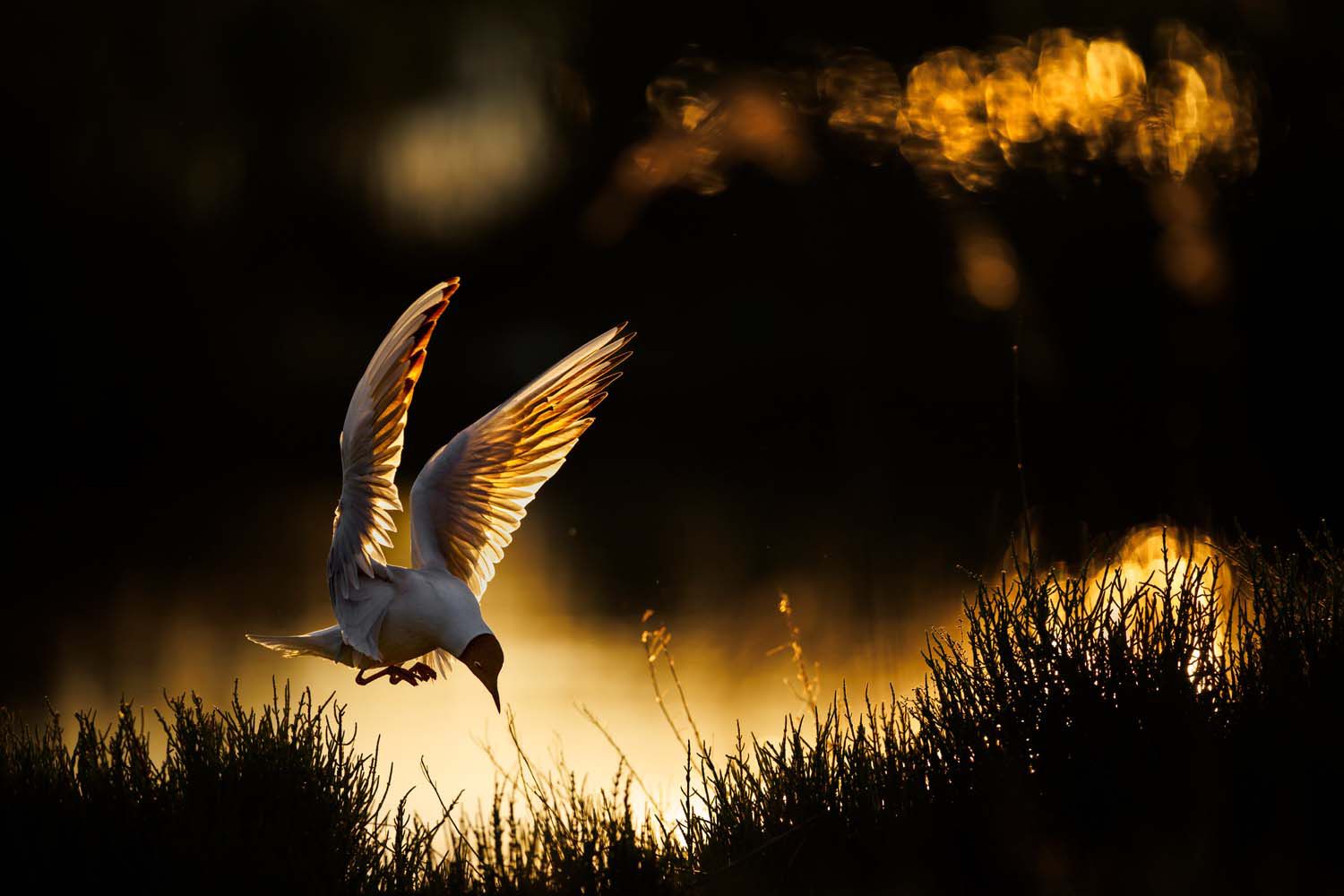 Black-headed gull in golden backlight