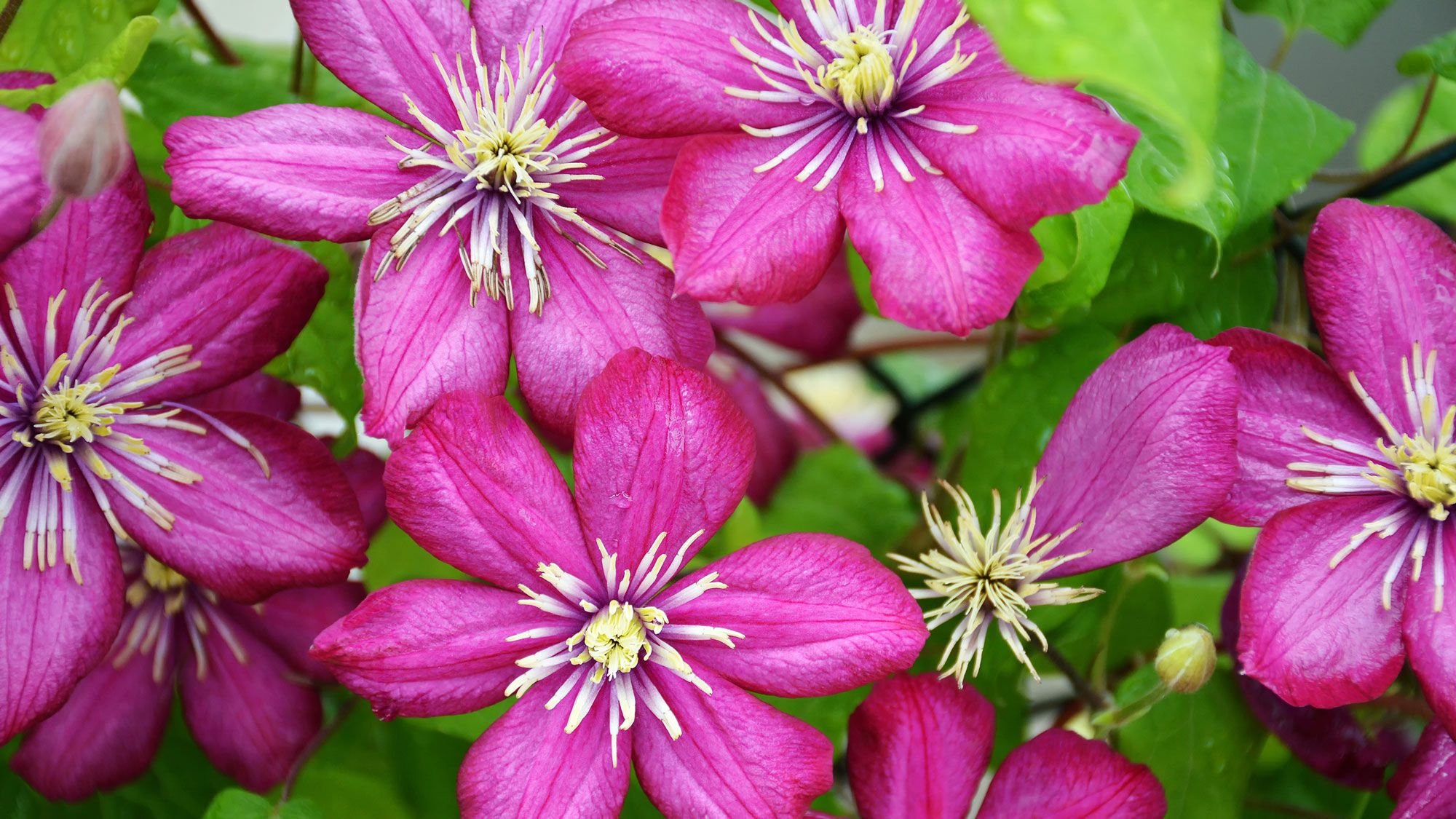 Clematis vine with purple flowers